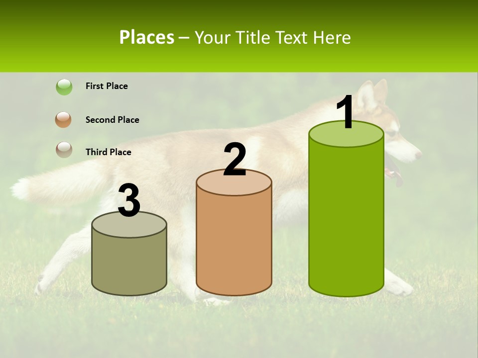 A Brown And White Dog Is Running In The Grass PowerPoint Template