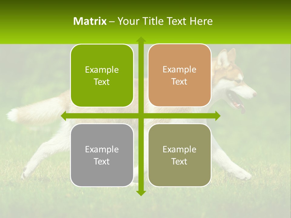 A Brown And White Dog Is Running In The Grass PowerPoint Template