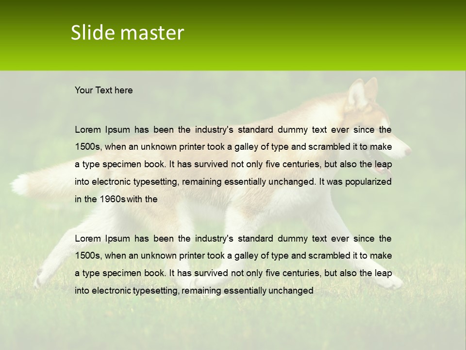 A Brown And White Dog Is Running In The Grass PowerPoint Template