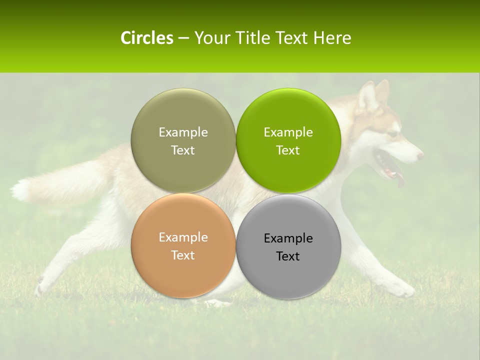 A Brown And White Dog Is Running In The Grass PowerPoint Template