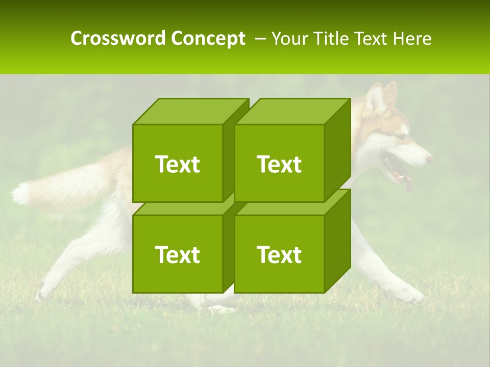 A Brown And White Dog Is Running In The Grass PowerPoint Template