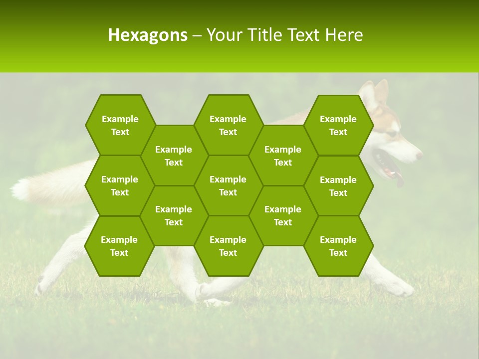 A Brown And White Dog Is Running In The Grass PowerPoint Template