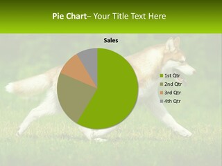 A Brown And White Dog Is Running In The Grass PowerPoint Template