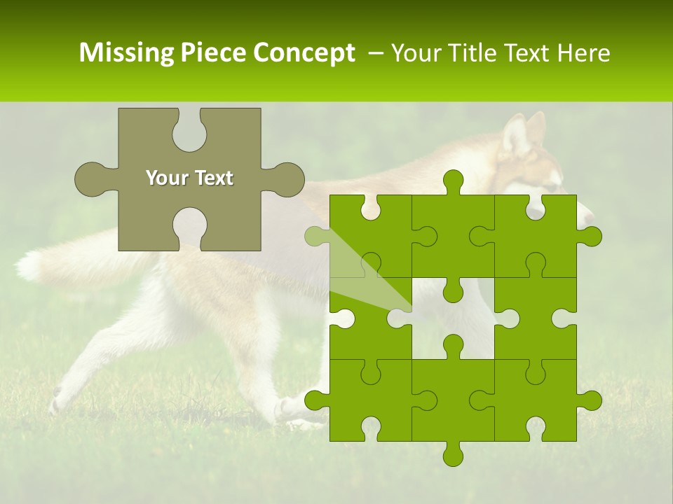 A Brown And White Dog Is Running In The Grass PowerPoint Template