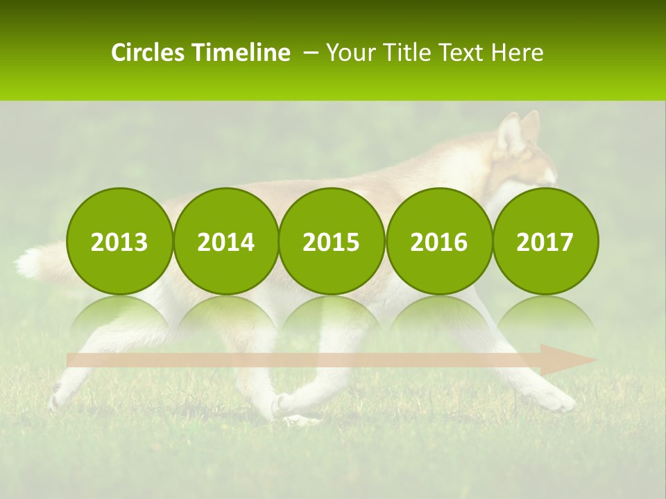 A Brown And White Dog Is Running In The Grass PowerPoint Template