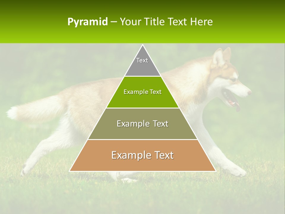 A Brown And White Dog Is Running In The Grass PowerPoint Template