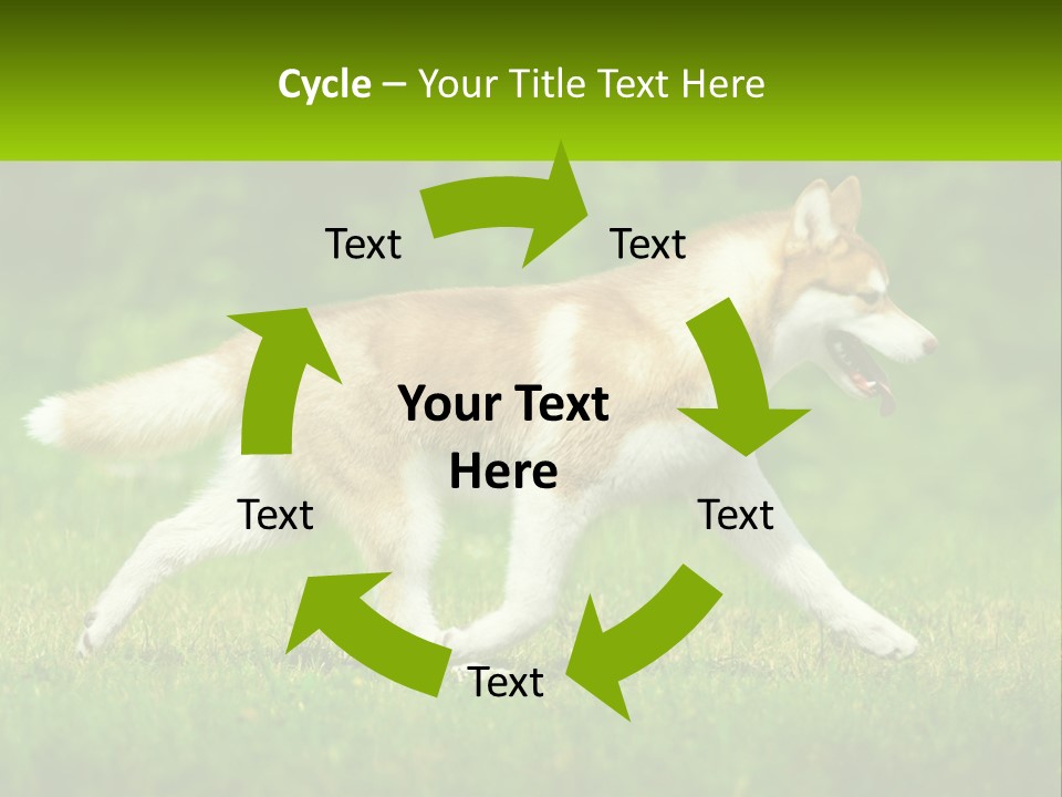 A Brown And White Dog Is Running In The Grass PowerPoint Template
