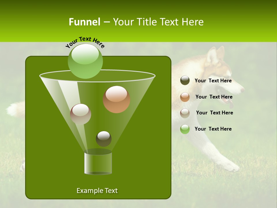 A Brown And White Dog Is Running In The Grass PowerPoint Template