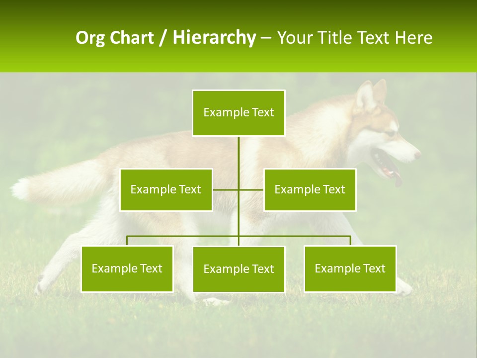 A Brown And White Dog Is Running In The Grass PowerPoint Template