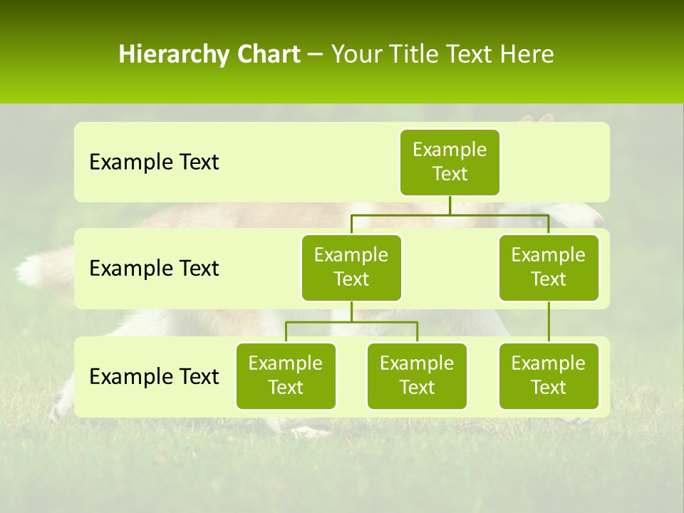 A Brown And White Dog Is Running In The Grass PowerPoint Template