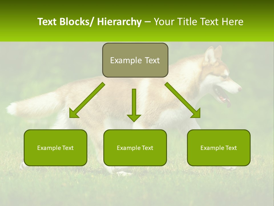 A Brown And White Dog Is Running In The Grass PowerPoint Template