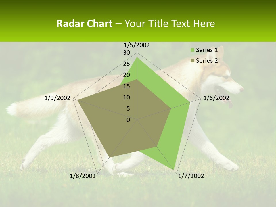 A Brown And White Dog Is Running In The Grass PowerPoint Template