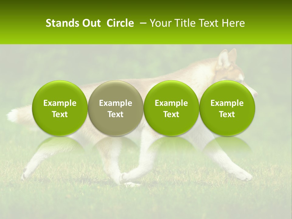 A Brown And White Dog Is Running In The Grass PowerPoint Template
