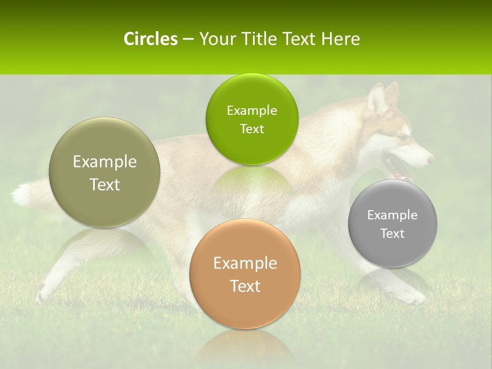 A Brown And White Dog Is Running In The Grass PowerPoint Template