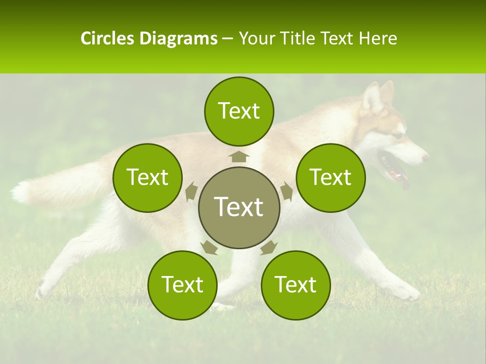 A Brown And White Dog Is Running In The Grass PowerPoint Template