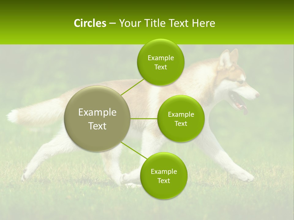 A Brown And White Dog Is Running In The Grass PowerPoint Template