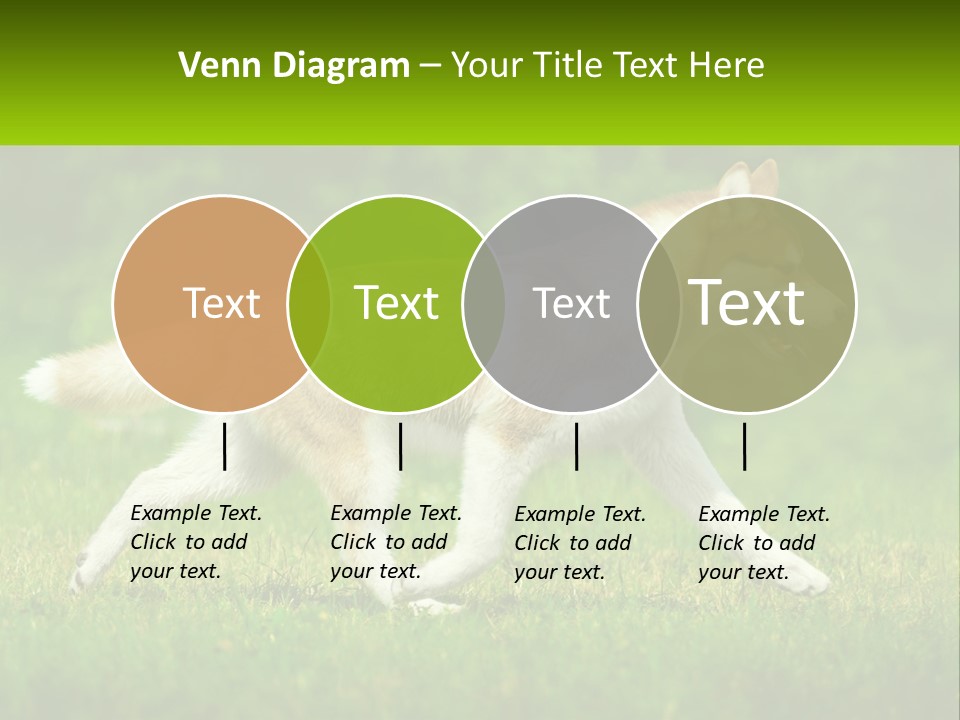 A Brown And White Dog Is Running In The Grass PowerPoint Template