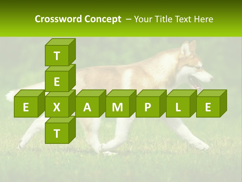 A Brown And White Dog Is Running In The Grass PowerPoint Template