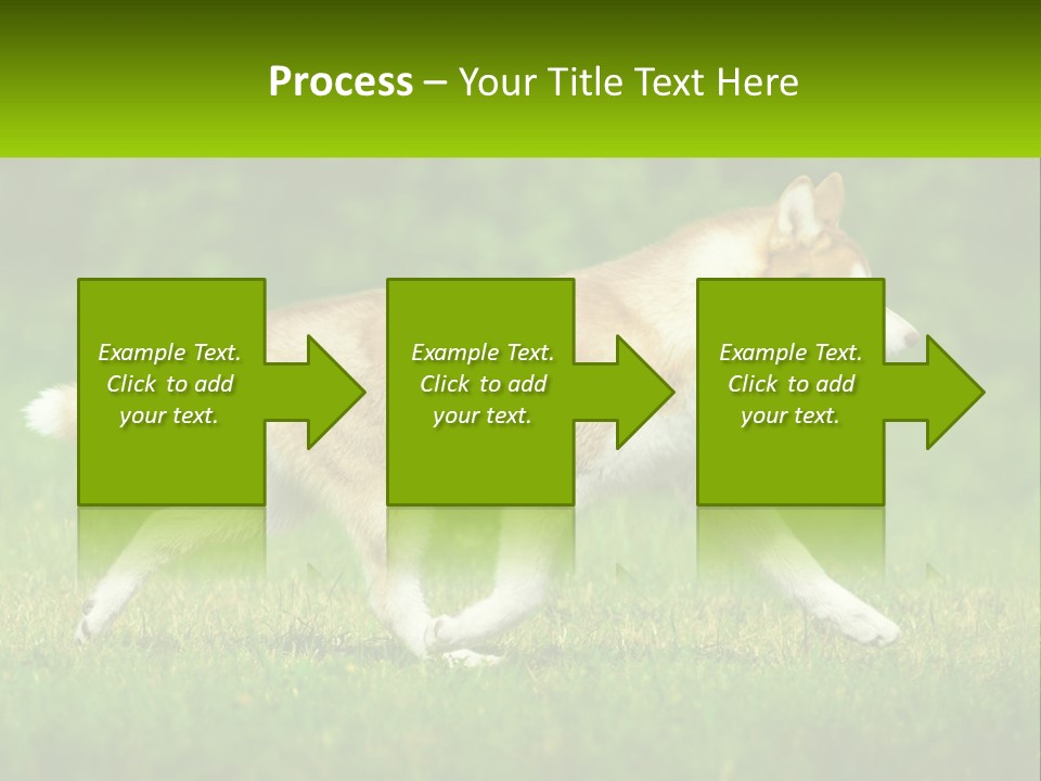 A Brown And White Dog Is Running In The Grass PowerPoint Template