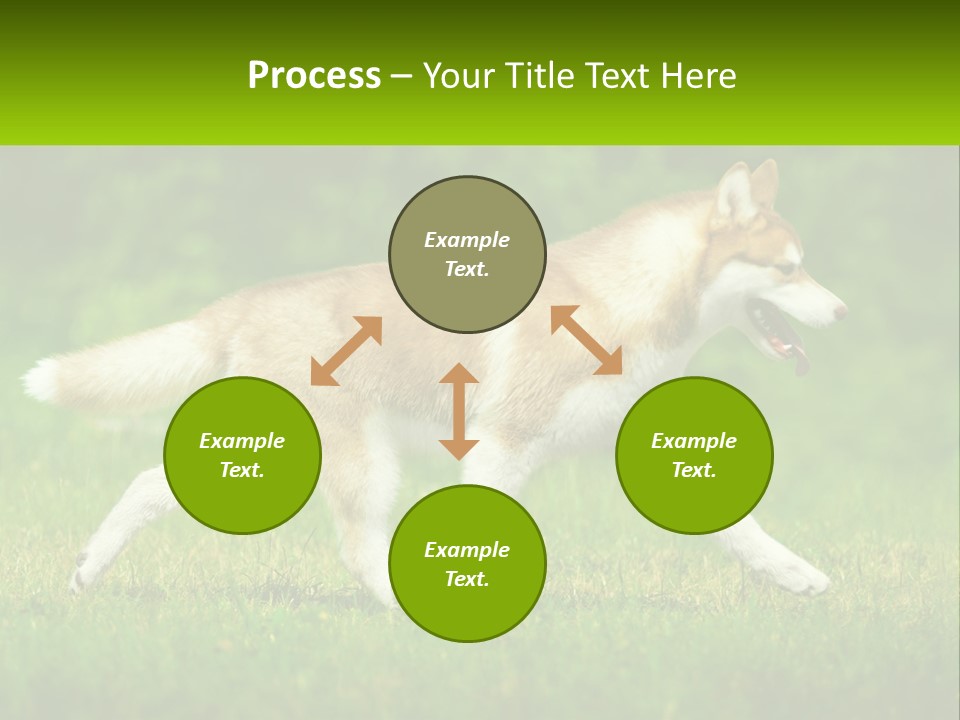 A Brown And White Dog Is Running In The Grass PowerPoint Template