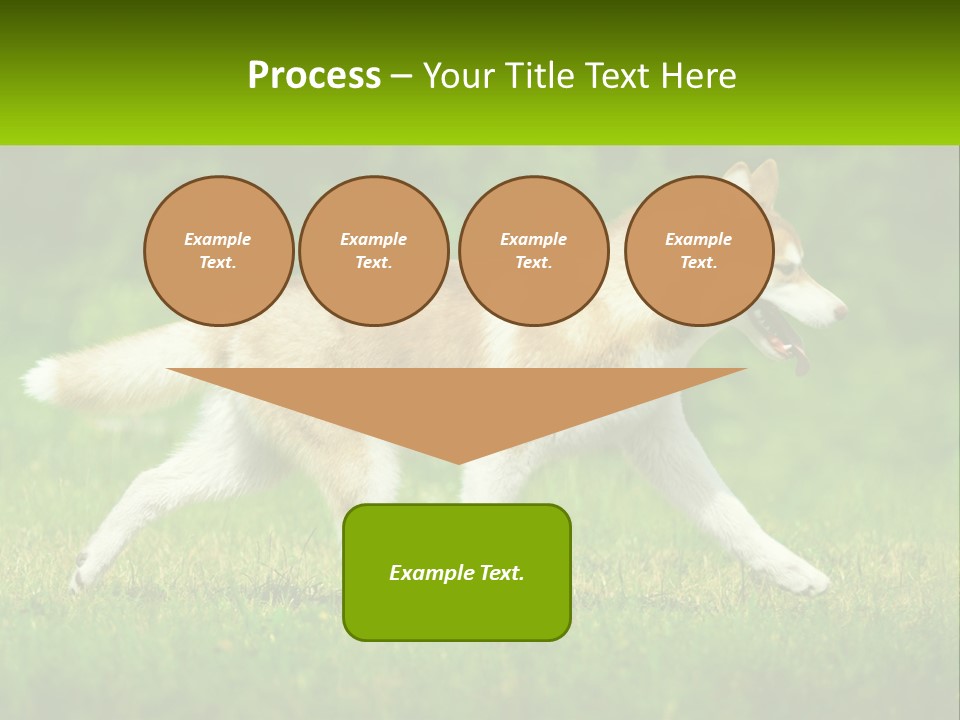 A Brown And White Dog Is Running In The Grass PowerPoint Template