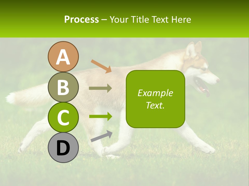 A Brown And White Dog Is Running In The Grass PowerPoint Template