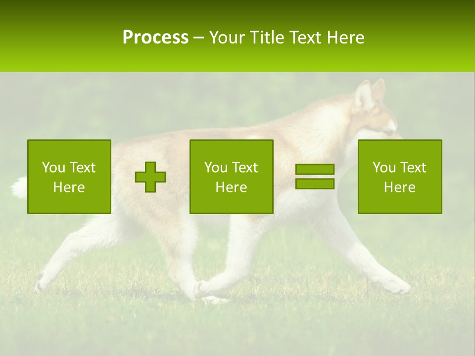 A Brown And White Dog Is Running In The Grass PowerPoint Template