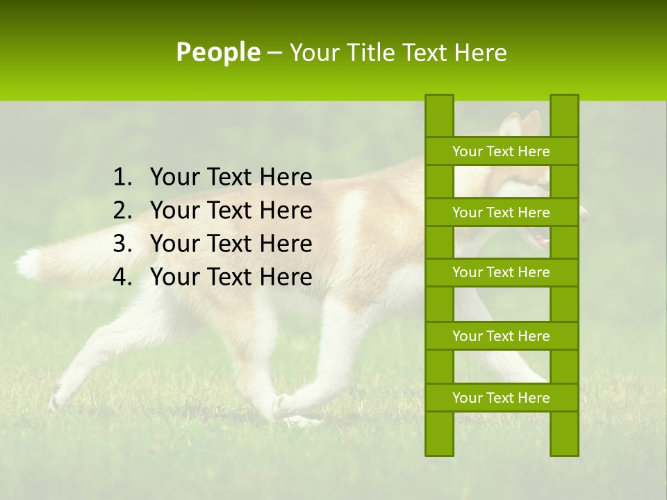 A Brown And White Dog Is Running In The Grass PowerPoint Template