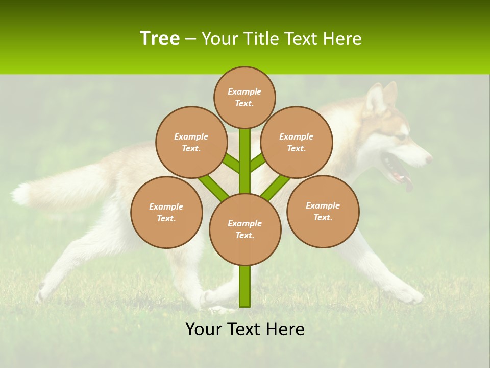 A Brown And White Dog Is Running In The Grass PowerPoint Template