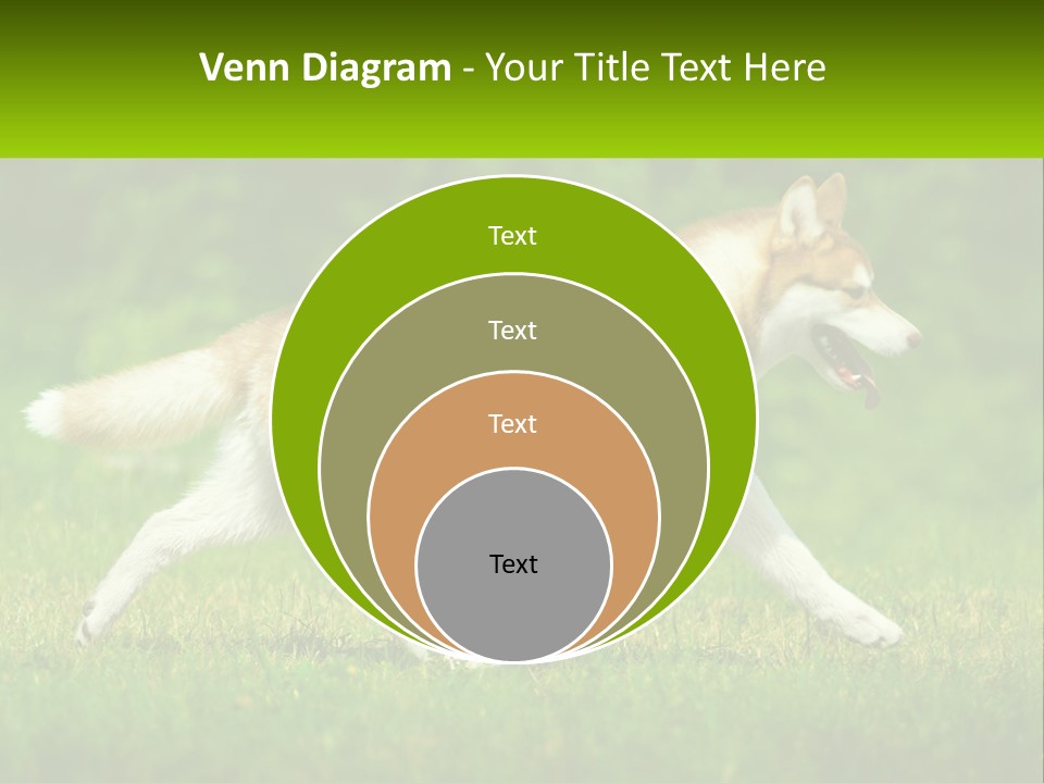 A Brown And White Dog Is Running In The Grass PowerPoint Template