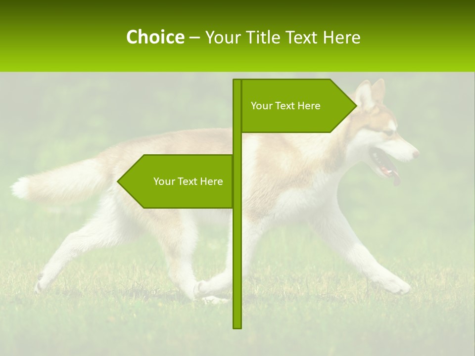 A Brown And White Dog Is Running In The Grass PowerPoint Template