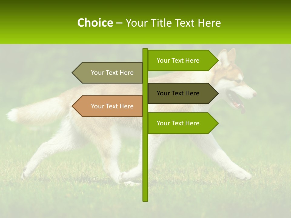 A Brown And White Dog Is Running In The Grass PowerPoint Template