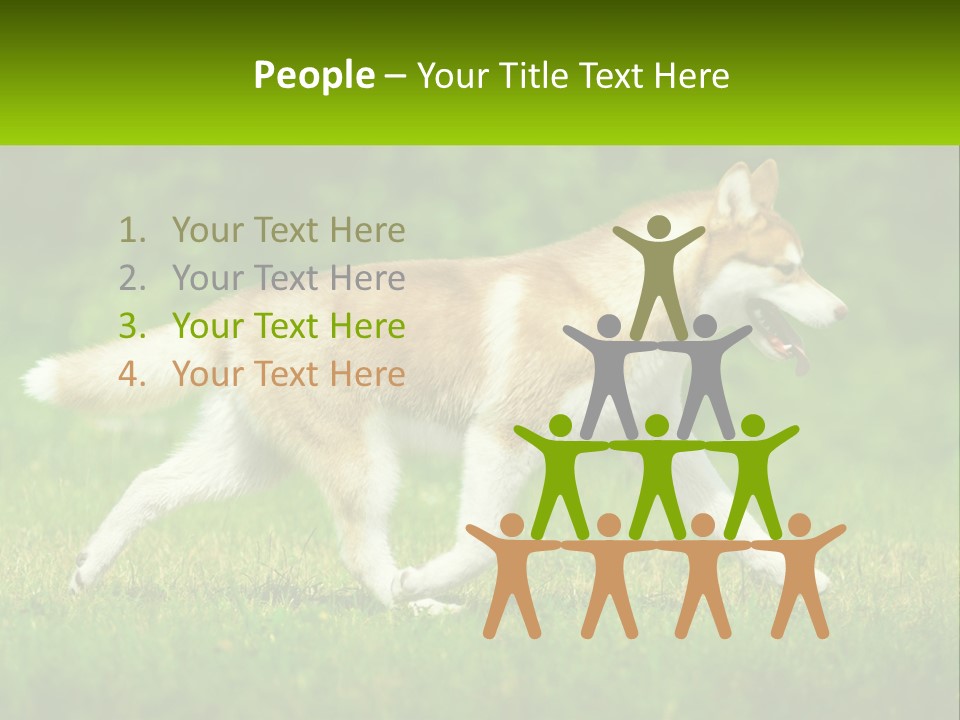 A Brown And White Dog Is Running In The Grass PowerPoint Template