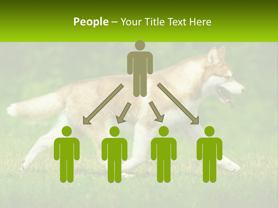 A Brown And White Dog Is Running In The Grass PowerPoint Template