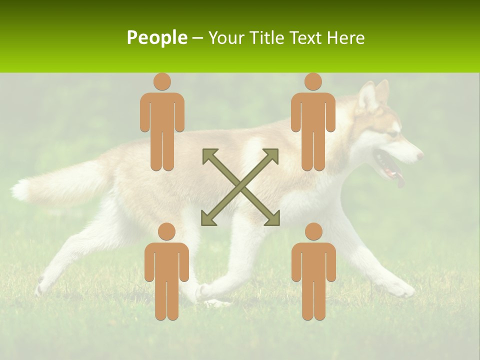 A Brown And White Dog Is Running In The Grass PowerPoint Template