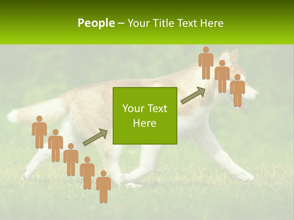 A Brown And White Dog Is Running In The Grass PowerPoint Template