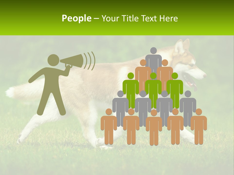 A Brown And White Dog Is Running In The Grass PowerPoint Template