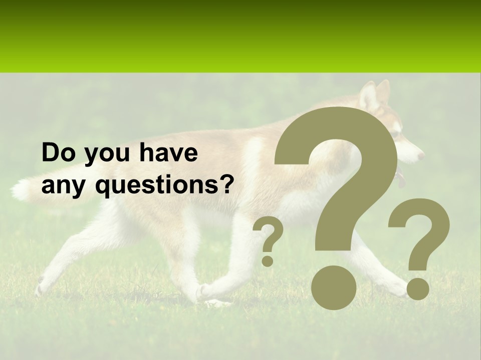 A Brown And White Dog Is Running In The Grass PowerPoint Template