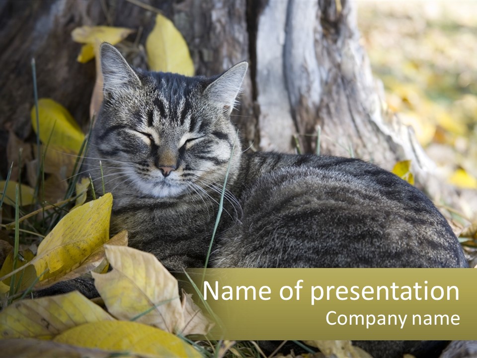 A Cat Laying On The Ground Next To A Tree PowerPoint Template