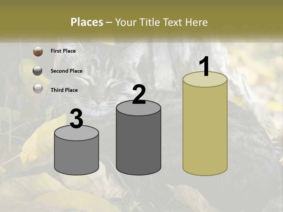 A Cat Laying On The Ground Next To A Tree PowerPoint Template