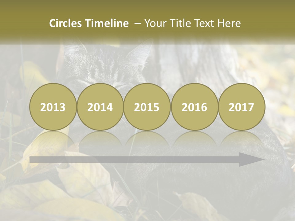 A Cat Laying On The Ground Next To A Tree PowerPoint Template