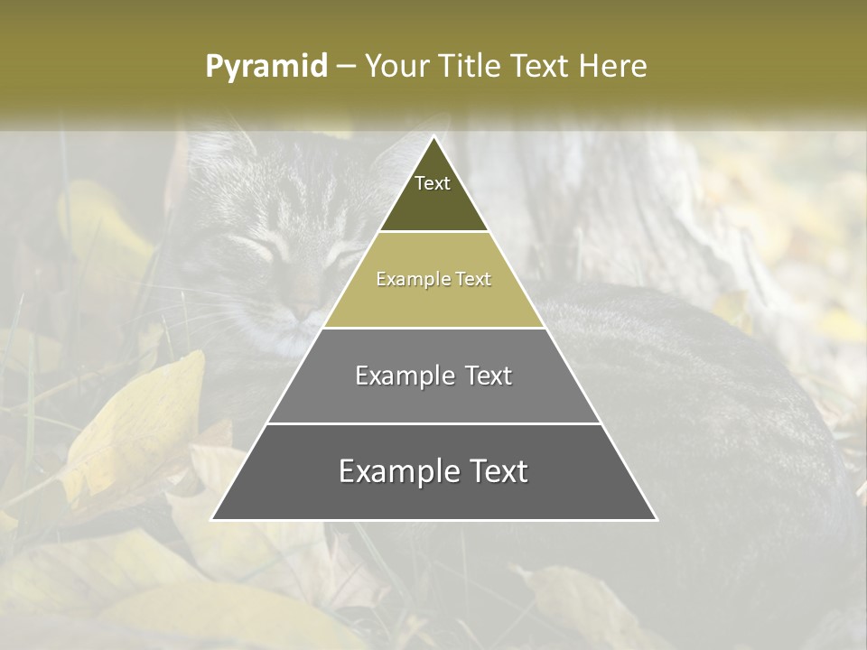 A Cat Laying On The Ground Next To A Tree PowerPoint Template