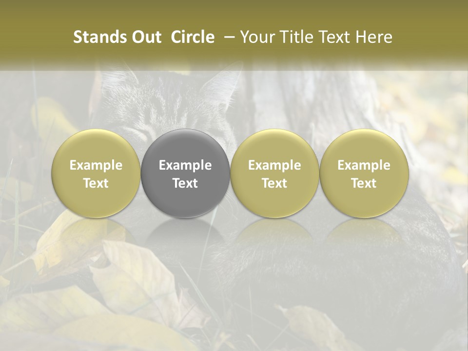 A Cat Laying On The Ground Next To A Tree PowerPoint Template