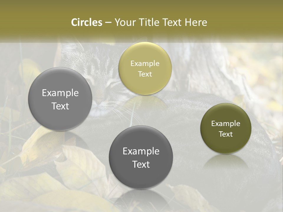 A Cat Laying On The Ground Next To A Tree PowerPoint Template