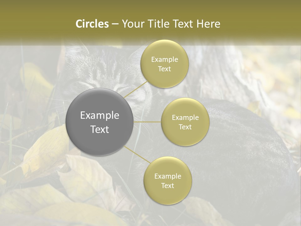 A Cat Laying On The Ground Next To A Tree PowerPoint Template