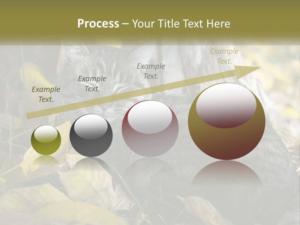 A Cat Laying On The Ground Next To A Tree PowerPoint Template