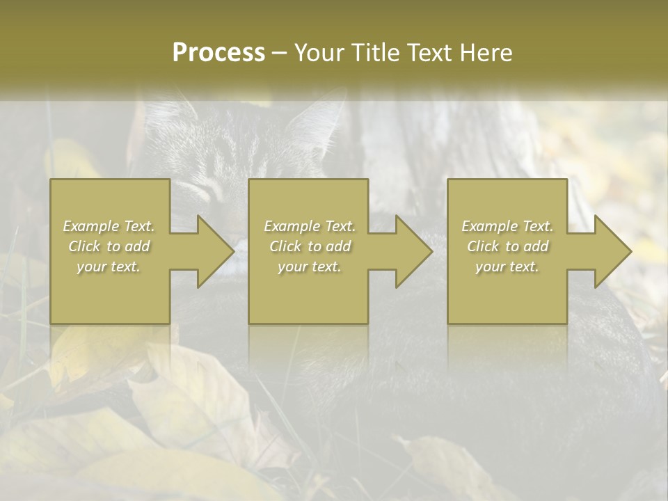 A Cat Laying On The Ground Next To A Tree PowerPoint Template