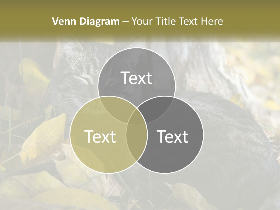 A Cat Laying On The Ground Next To A Tree PowerPoint Template