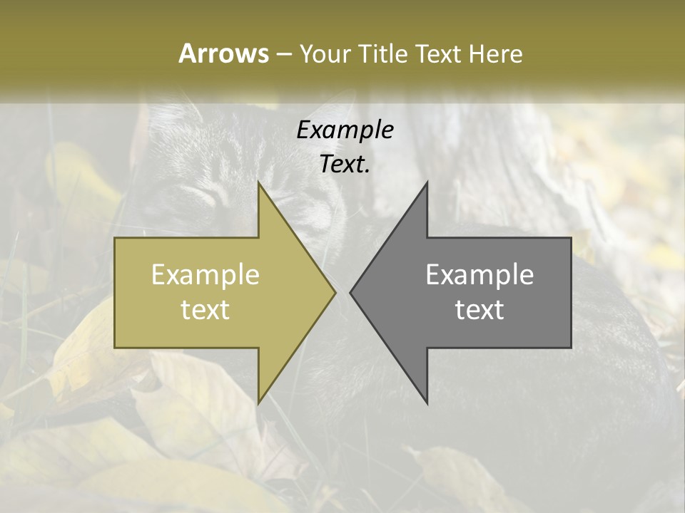 A Cat Laying On The Ground Next To A Tree PowerPoint Template
