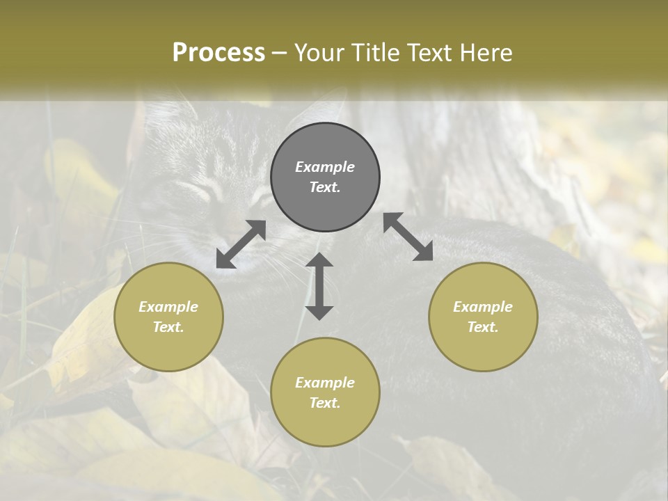A Cat Laying On The Ground Next To A Tree PowerPoint Template